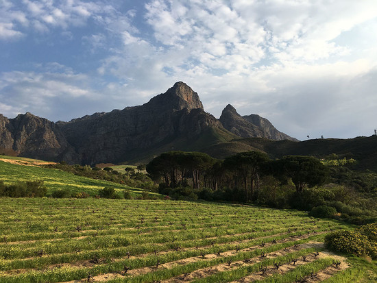 138422_south-african-vineyards-credit-julien-boulard